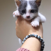 Tekir Kedi, Kedi  Fındık fotoğrafı