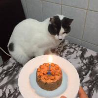 Tekir Kedi, Kedi  Fındık fotoğrafı