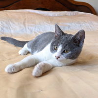British Shorthair, Kedi  TONTİŞ fotoğrafı