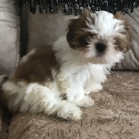 Shih Tzu, Köpek  Mocha fotoğrafı