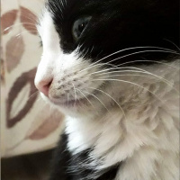 Tuxedo (Smokin) Kedi, Kedi  Lena fotoğrafı