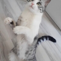 Tekir Kedi, Kedi  Çilek fotoğrafı