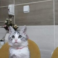 Tekir Kedi, Kedi  Çilek fotoğrafı