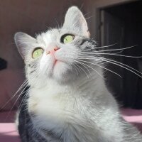 Tekir Kedi, Kedi  Çilek fotoğrafı