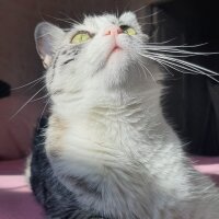 Tekir Kedi, Kedi  Çilek fotoğrafı