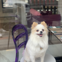 Pomeranyalı, Köpek  Thor fotoğrafı