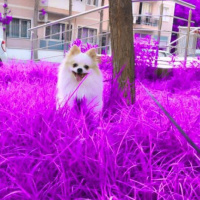Pomeranyalı, Köpek  Thor fotoğrafı