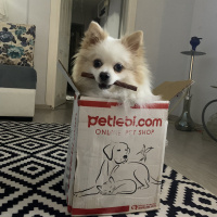 Pomeranyalı, Köpek  Thor fotoğrafı