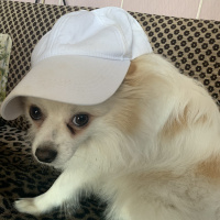 Pomeranyalı, Köpek  Thor fotoğrafı