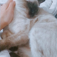 Siyam Kedisi, Kedi  Nyuu fotoğrafı