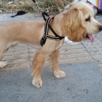 Amerikan Cocker Spaniel, Köpek  Kekik fotoğrafı