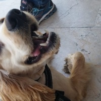 Amerikan Cocker Spaniel, Köpek  Kekik fotoğrafı