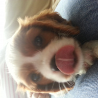 Cavalier King Charles Spanieli, Köpek  MARİO fotoğrafı