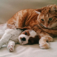 Cavalier King Charles Spanieli, Köpek  MARİO fotoğrafı