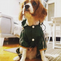 Cavalier King Charles Spanieli, Köpek  MARİO fotoğrafı