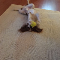 Cavalier King Charles Spanieli, Köpek  MARİO fotoğrafı
