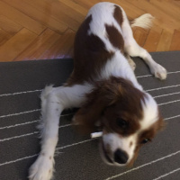 Cavalier King Charles Spanieli, Köpek  MARİO fotoğrafı