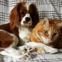 Cavalier King Charles Spanieli, Köpek  MARİO fotoğrafı