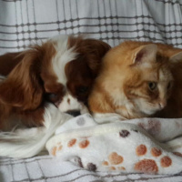 Cavalier King Charles Spanieli, Köpek  MARİO fotoğrafı