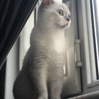 British Shorthair, Kedi  Yumi fotoğrafı