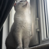 British Shorthair, Kedi  Yumi fotoğrafı