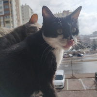 Tekir Kedi, Kedi  Şimal fotoğrafı