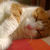 Sarman, Kedi  Sütlaç fotoğrafı