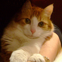 Sarman, Kedi  Sütlaç fotoğrafı