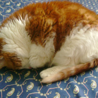Sarman, Kedi  Sütlaç fotoğrafı
