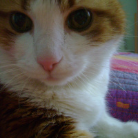 Sarman, Kedi  Sütlaç fotoğrafı