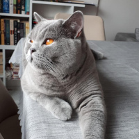 British Shorthair, Kedi  Rüya fotoğrafı