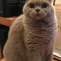 British Shorthair, Kedi  Rüya fotoğrafı