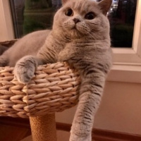 British Shorthair, Kedi  Rüya fotoğrafı