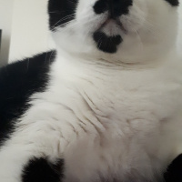 Tuxedo (Smokin) Kedi, Kedi  Şeker fotoğrafı