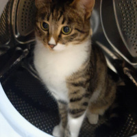 Tekir Kedi, Kedi  Güllü fotoğrafı