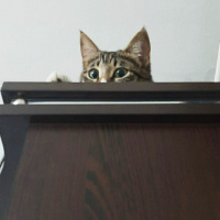 Tekir Kedi, Kedi  Güllü fotoğrafı