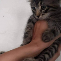 Tekir Kedi, Kedi  Yumak fotoğrafı