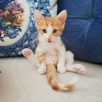 Sarman, Kedi  Tesla fotoğrafı