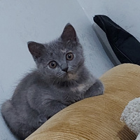 British Shorthair, Kedi  Heva fotoğrafı
