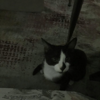 Tekir Kedi, Kedi  Pipet fotoğrafı