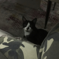 Tekir Kedi, Kedi  Pipet fotoğrafı