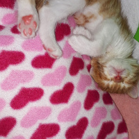 Sarman, Kedi  Mahzun fotoğrafı