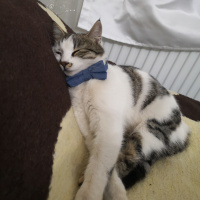 Tekir Kedi, Kedi  Şila fotoğrafı