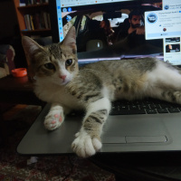 Tekir Kedi, Kedi  poyraz fotoğrafı