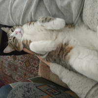 Tekir Kedi, Kedi  poyraz fotoğrafı