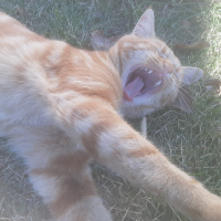 Sarman, Kedi  Mırnav fotoğrafı