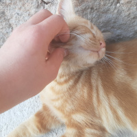 Sarman, Kedi  Mırnav fotoğrafı