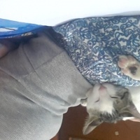 Tekir Kedi, Kedi  ponçik fotoğrafı