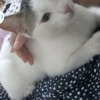 Tekir Kedi, Kedi  ponçik fotoğrafı