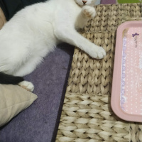 Tekir Kedi, Kedi  Sinba fotoğrafı